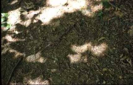 Crescents of light