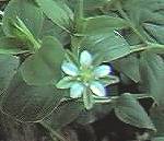 Three Nerved Sandwort