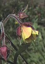 Avens, hybrid
