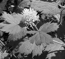 Baneberry