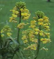Wintercress