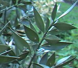 Butcher's broom