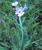 Birdseye Primrose