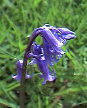 Bluebell