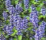 Bugle