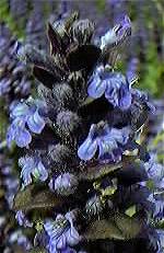 Bugle