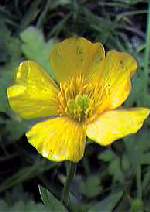 Creeping Buttercup