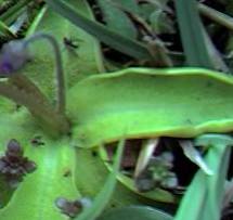 Butterwort