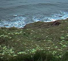 primroses