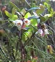 Cowberry