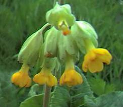 Cowslip