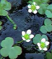 water crowfoot