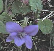 dog violet