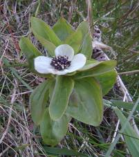 Dwarf Cornel