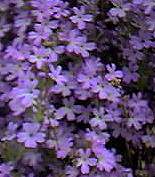 Fairy Foxglove