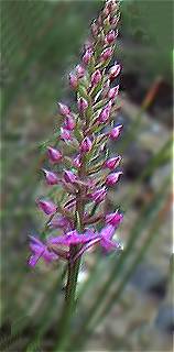 orchid