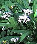 Ramsons or Wild Garlic