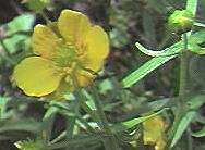 Buttercup, goldilocks