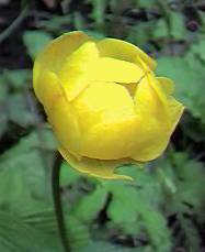 Globe Flower