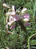 pale specimen