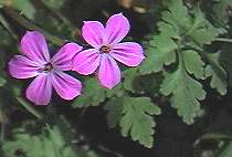 Herb Robert