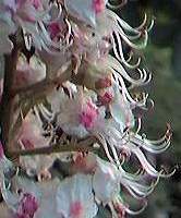 Horse Chestnut