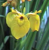 iris