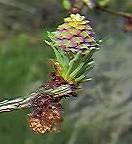 Larch flower