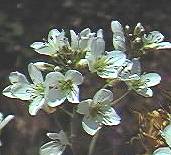 Bittercress, large
