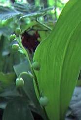 Lily of the valley