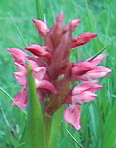 Early Marsh Orchid