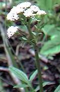 Marsh Valerian