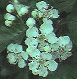 Hawthorn