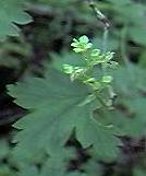 Mountain Currant