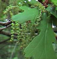 Oak