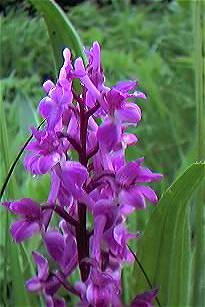 Early Purple Orchid