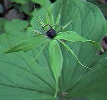 Herb Paris
