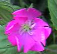 Red campion detail