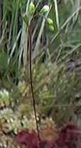 Sundew detail