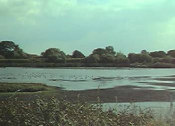 View of pond
