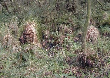 sedges