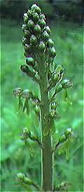 Twayblade, common