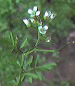 Wavy Bittercress