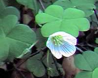Wood Sorrel