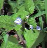 Wood Speedwell