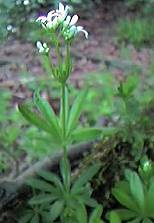 Woodruff