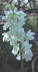 Orchid