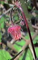 Avens, water